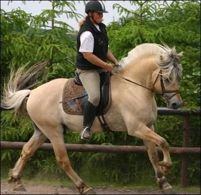 Que met-on sur le dos du cheval pour le monter ?