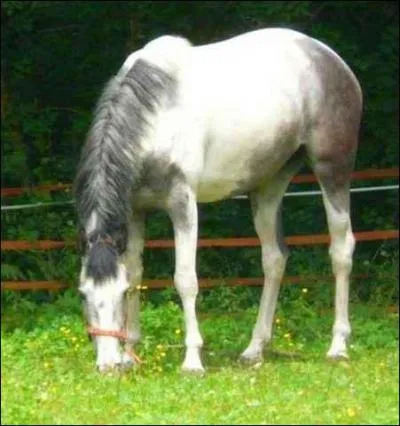 Comment appelle-t-on la femelle du cheval ?
