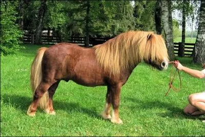 Comment appelle-t-on les cheveux du cheval ?