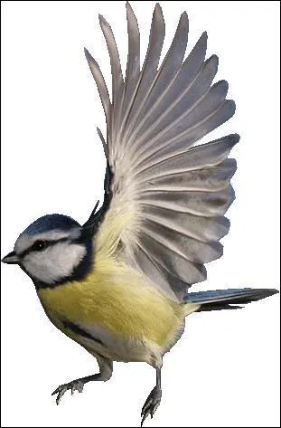 Comment s'appelle cet oiseau ?