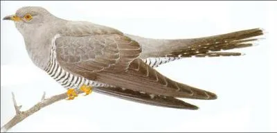 Comment s'appelle cet oiseau ?