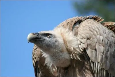 Comment s'appelle cet oiseau ?