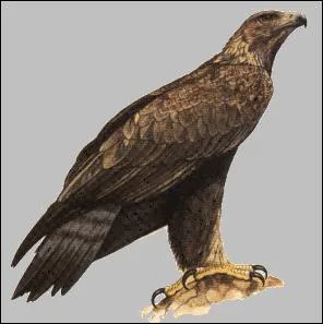 Comment s'appelle cet oiseau ?