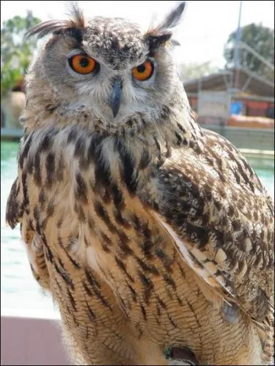 Comment s'appelle cet oiseau ?