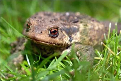 Toucher un crapaud provoque l'apparition de verrues :