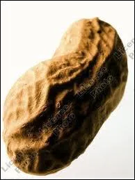 La cacahute pousse dans la/les...