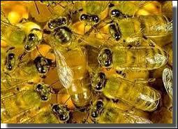 Avec quoi la reine des abeilles est-elle nourrie ?