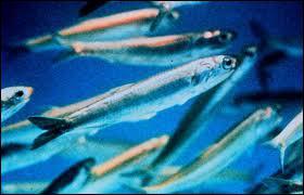 Que devient la quasi-totalit des anchois et maquereaux pchs au Prou