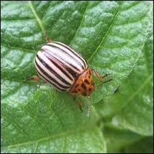 Quel est le principal ennemi de la culture de la pomme de terre ?