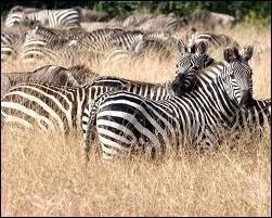 Quel est cet animal de la savane ?