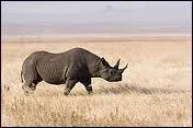 Quel est cet animal de la savane ?