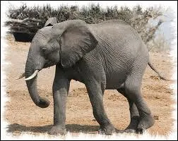 Quel est cet animal de la savane ?