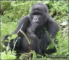 Quel est cet animal tropical ?