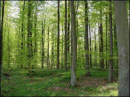 Quel est le pays d'Europe le plus bois par rapport  sa surface ?