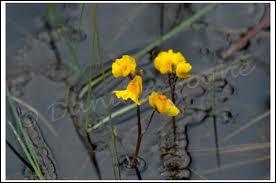 Quelle est la technique utilise par l'utriculaire, une plante aquatique et carnivore, pour capturer ses proies ?