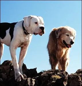 Pour quel film prte-t-il sa voix  un bouledogue amricain ?