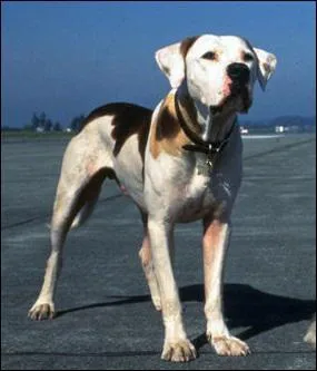 Ce film est la suite du titre voqu dans la question 2. Dans quelle ville se perdent les deux chiens et le chat qui tiennent les rles principaux, cette fois-ci ?