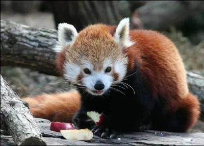 Quel est cet animal ?