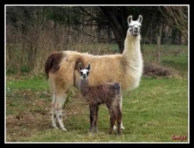 Quel est cet animal ?