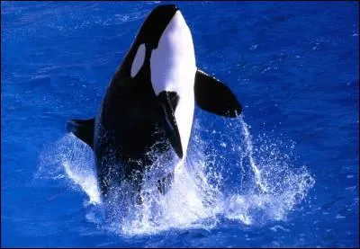 Quel est cet animal ?