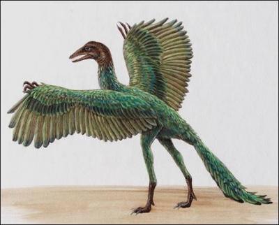 L'archaeopteryx est-il toujours l'anctre direct des oiseaux ?