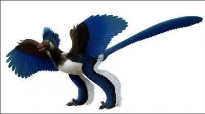 Voil un petit dinosaure  plumes, et non pas un oiseau, cousin de l'archaeopteryx. Comment s'appelle-t-il ?