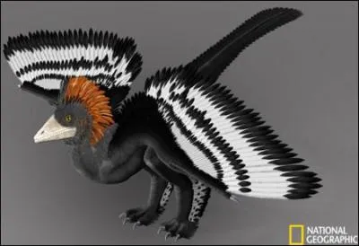 Encore un petit dinosaure  plumes, et non pas un oiseau, cousin de l'archaeopteryx. Comment s'appelle-t-il ?