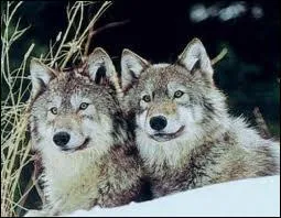 Quel est cet animal qui vit dans la fort ?