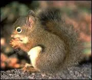 Quel est cet animal qui vit dans la fort ?