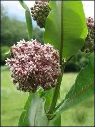 L'Ascleplias cornuti est une plante dcorative appele :