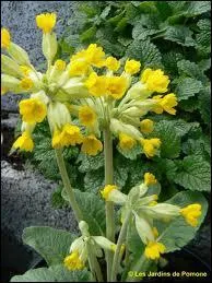 Ces fleurs appeles clefs du paradis ou clefs de St Pierre sont des ... .