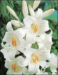 Lilium candidum est le nom latin du ... .
