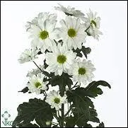 Les chrysanthmes font partie de quelle famille de fleurs ?