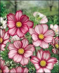 Quelle est cette fleur originaire du Mexique ?