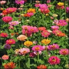 Et cette astrace galement venue du Mexique :