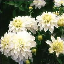 Quelle est cette espce qui possde aujourd'hui plus de 40 000 varits ?