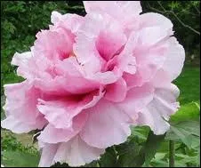 Autre fleur typique des jardins de cur :