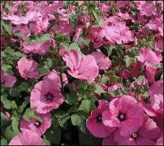 Quelle est cette fleur pouvant tre vivace ou annuelle ?