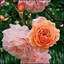 Une incontournable de ces jardins :