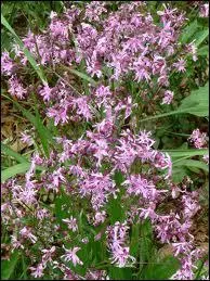 Quelle est cette fleur appele communment ' oeillet ou oeil de Dieu ' ?