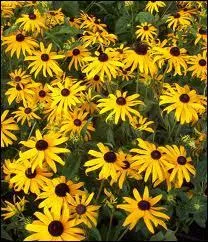 Quelle est cette espce ressemblant  la marguerite ?