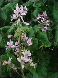 Si l'on froisse ses feuilles, il se rpand une odeur citronne :