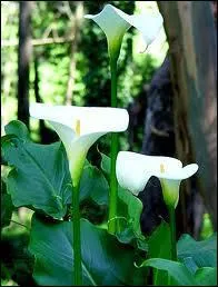 Cette fleur utilise pour les bouquets de marie est toxique :