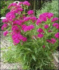 Comment se nomme cette fleur appele galement oeillet barbu ?