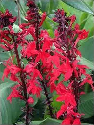 Comment se nomme cette fleur vivace au rouge vif ?