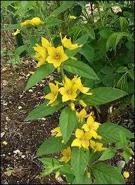 Comment s'appelle cette fleur aimant le plein soleil ?