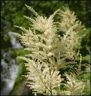 La ' barbe du Bon Dieu ' est le nom commun de :