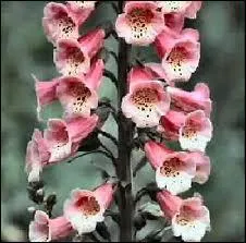 Les' gants de Notre-Dame ' appels galement queue de loup sont des :