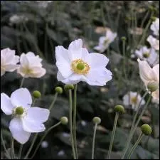 Qu'appelle-t-on la fleur du vendredi saint ?
