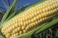 Quiz Legumes